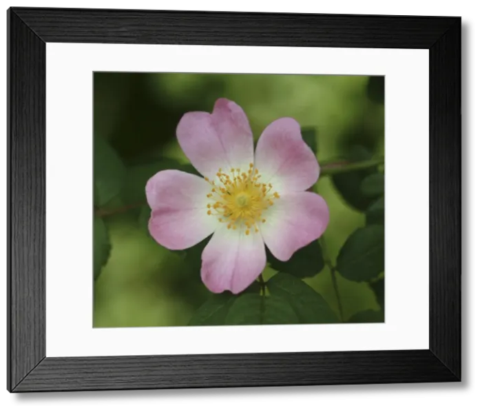 Framed Print : Rosa sp. wild rose Framed Print : Rosa sp. wild rose