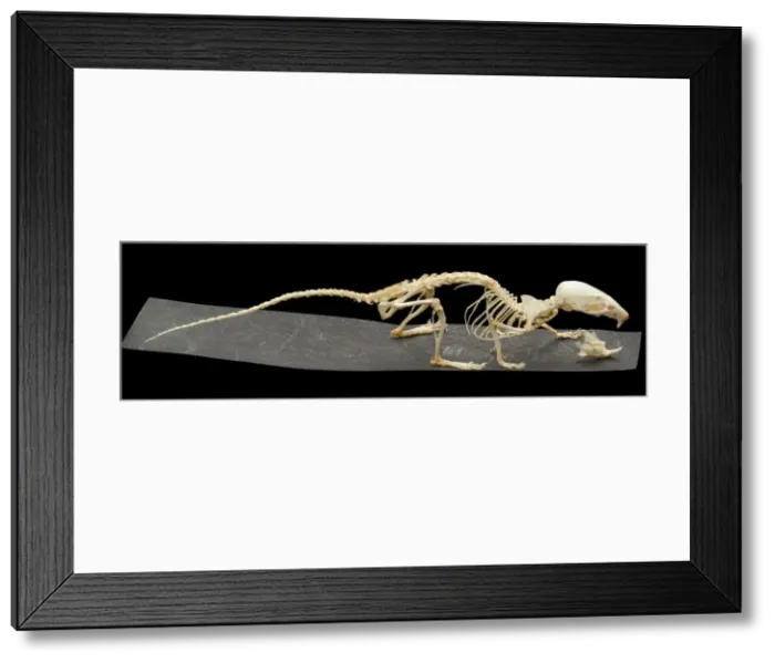 Framed Print : Mus musculus, house mouse Framed Print : Mus musculus, house mouse