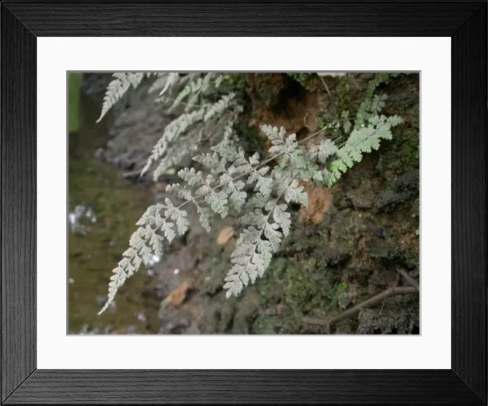 Framed Print : Cystopteris diaphana, diaphanous bladder fern Framed Print : Cystopteris diaphana, diaphanous bladder fern