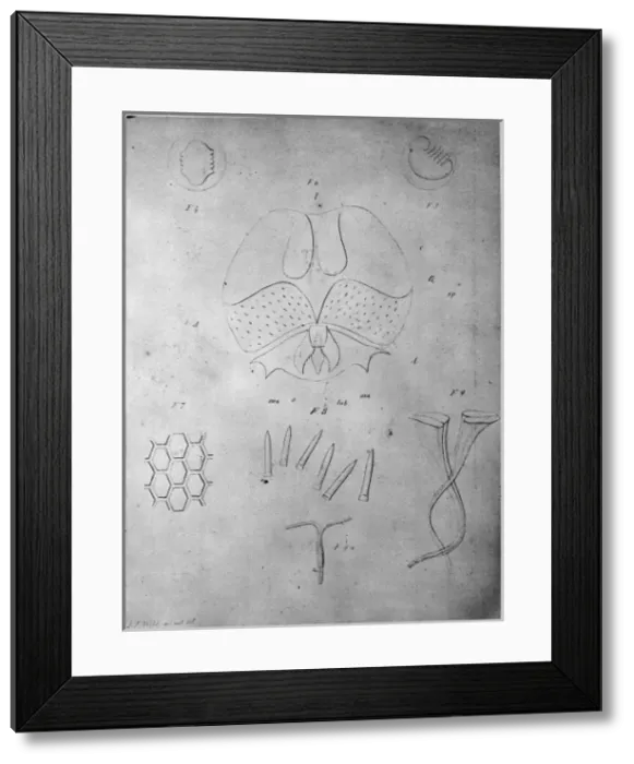 Framed Print : Wilds Drawing Animals from Dredge Framed Print : Wilds Drawing Animals from Dredge