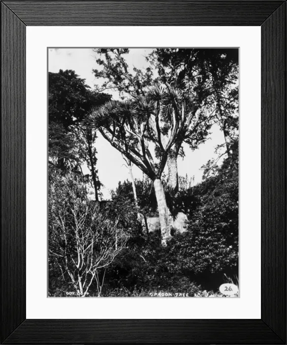 Framed Print : Dragon Tree, Tenerife 1873 Framed Print : Dragon Tree, Tenerife 1873