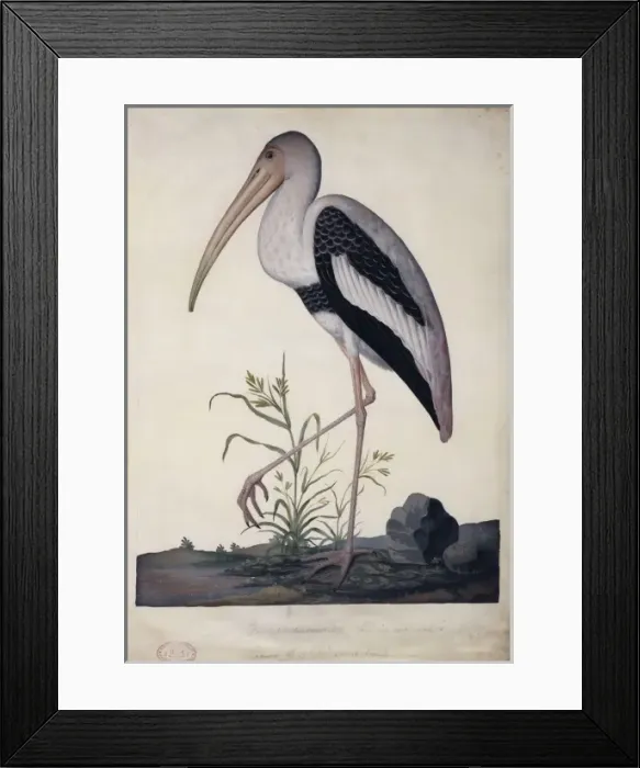 Framed Print : Mycteria leucocephala, painted stork Framed Print : Mycteria leucocephala, painted stork