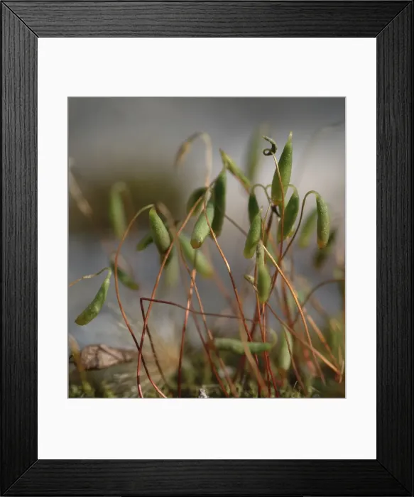 Framed Print : Bryum capillare, bryum moss Framed Print : Bryum capillare, bryum moss