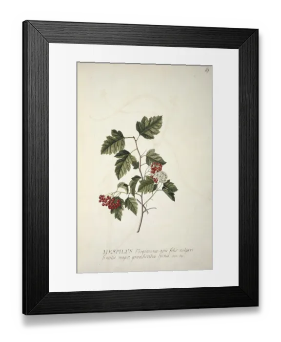 Framed Print : Crataegus phaenopyrum (L. f. ), Washington hawthorn Framed Print : Crataegus phaenopyrum (L. f. ), Washington hawthorn