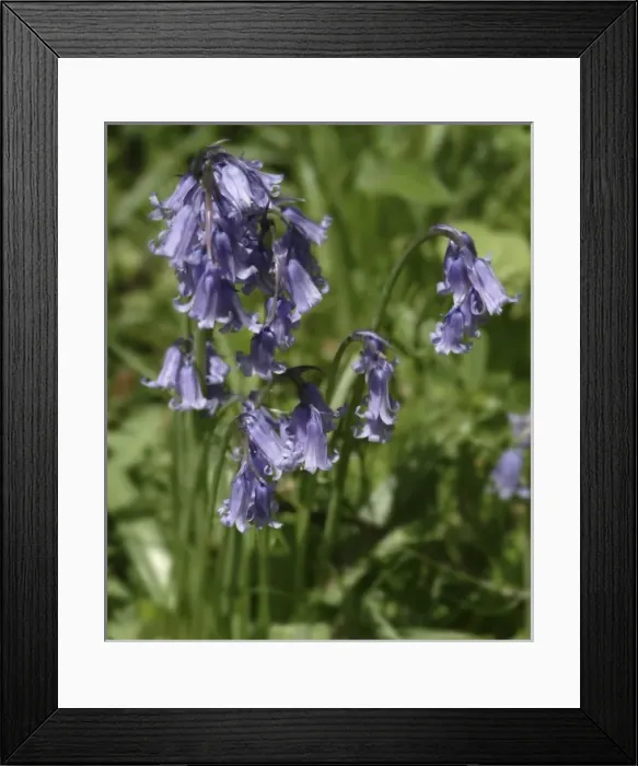 Framed Print : Hyacinthoides nonscripta, bluebell Framed Print : Hyacinthoides nonscripta, bluebell