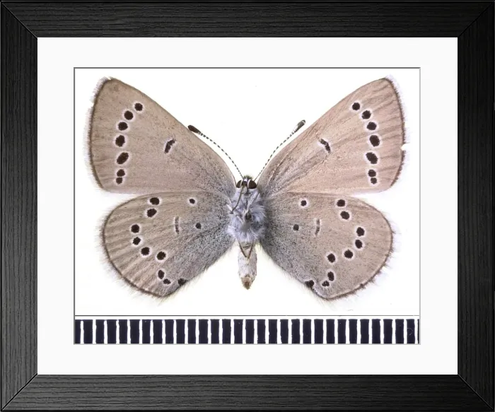 Framed Print : Glaucopsyche lydamus, xerces blue Framed Print : Glaucopsyche lydamus, xerces blue
