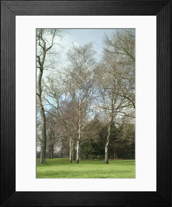 Framed Print : Betula pendula, silver birch Framed Print : Betula pendula, silver birch
