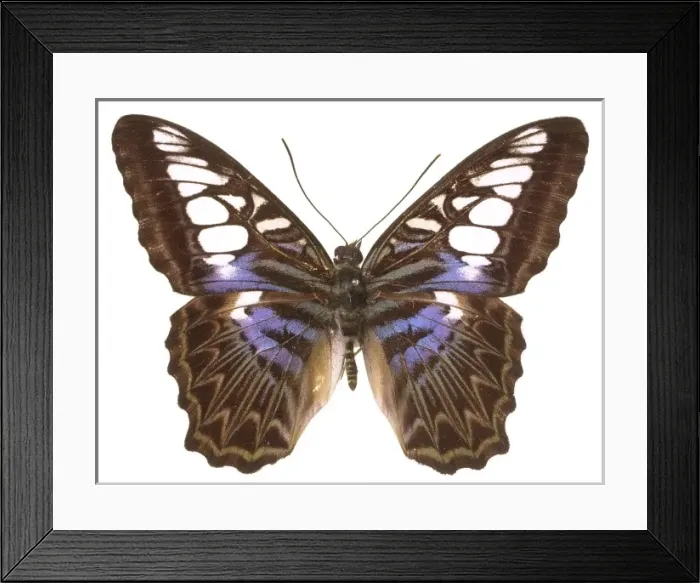 Framed Print : Parthenos sylvia lilacinus, clipper butterfly Framed Print : Parthenos sylvia lilacinus, clipper butterfly