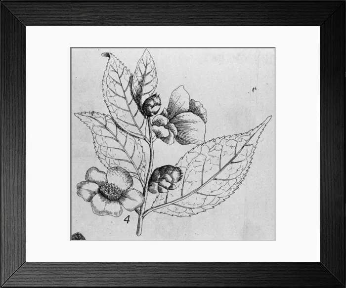 Framed Print : Thea chinensis, tea Framed Print : Thea chinensis, tea
