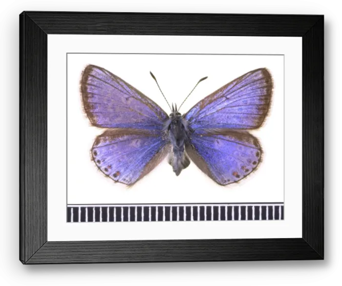 Framed Print : Polyommatus icarus, common blue Framed Print : Polyommatus icarus, common blue