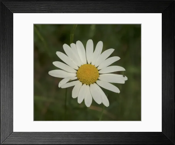 Framed Print : Leucanthemum vulgare, oxeye daisy Framed Print : Leucanthemum vulgare, oxeye daisy