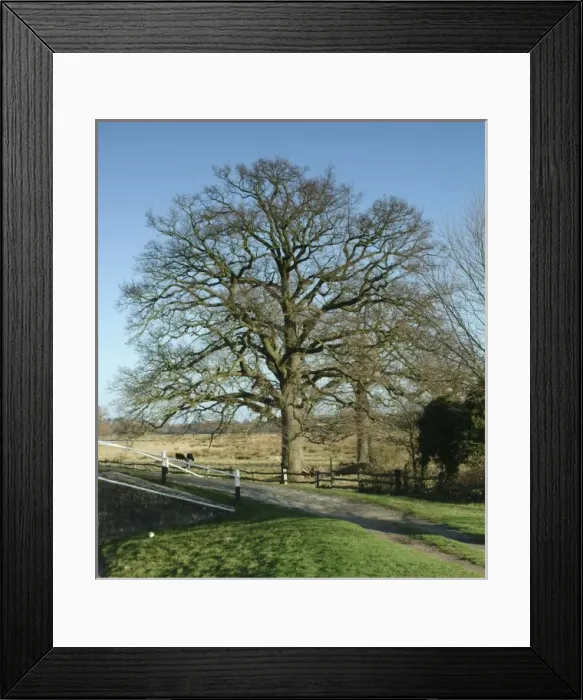 Framed Print : Quercus sp. oak Framed Print : Quercus sp. oak