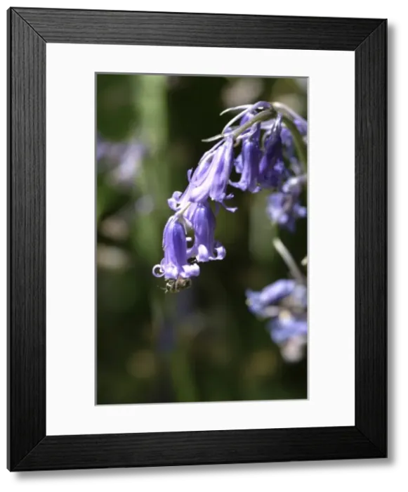 Framed Print : Hyacinthoides nonscripta, bluebell Framed Print : Hyacinthoides nonscripta, bluebell