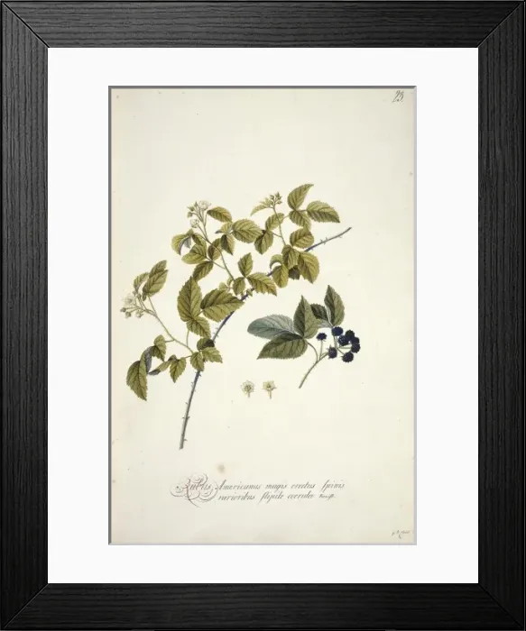 Framed Print : Rubus cuneifolius, blackberry Framed Print : Rubus cuneifolius, blackberry