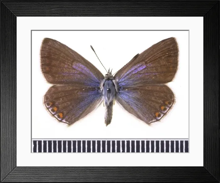Framed Print : Polyommatus icarus, common blue Framed Print : Polyommatus icarus, common blue