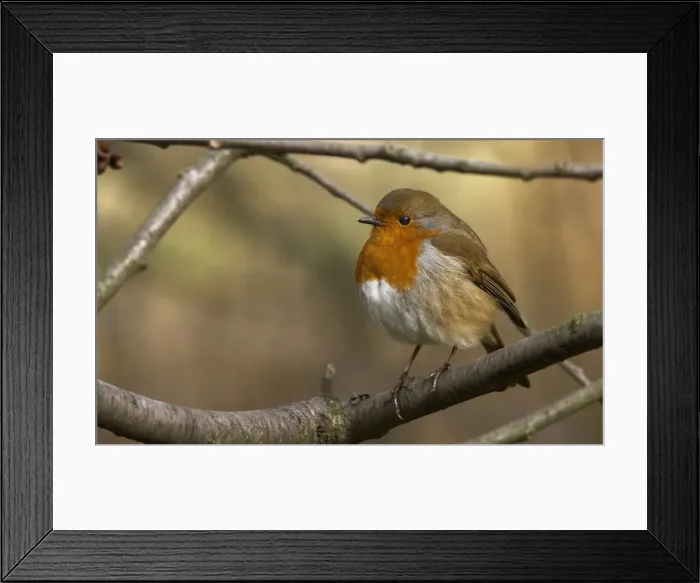 Framed Print : Erithacus rubecula, European robin Framed Print : Erithacus rubecula, European robin