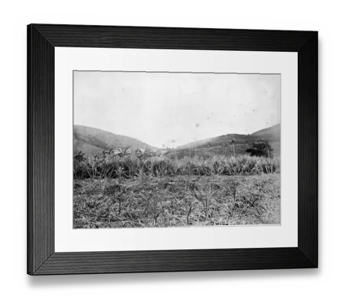 Framed Print : Sugar Plantation, St. Thomas 1873 Framed Print : Sugar Plantation, St. Thomas 1873