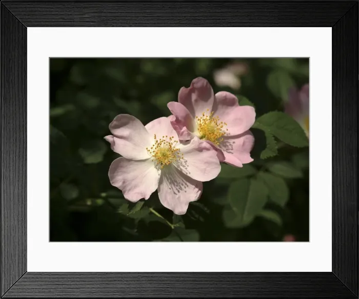 Framed Print : Rosa canina, dog rose Framed Print : Rosa canina, dog rose