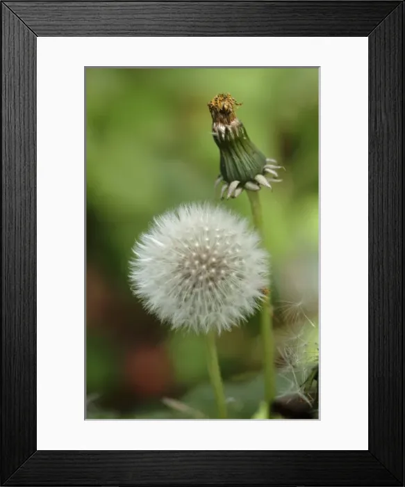 Framed Print : Taraxacum offininale, dandelion clock Framed Print : Taraxacum offininale, dandelion clock
