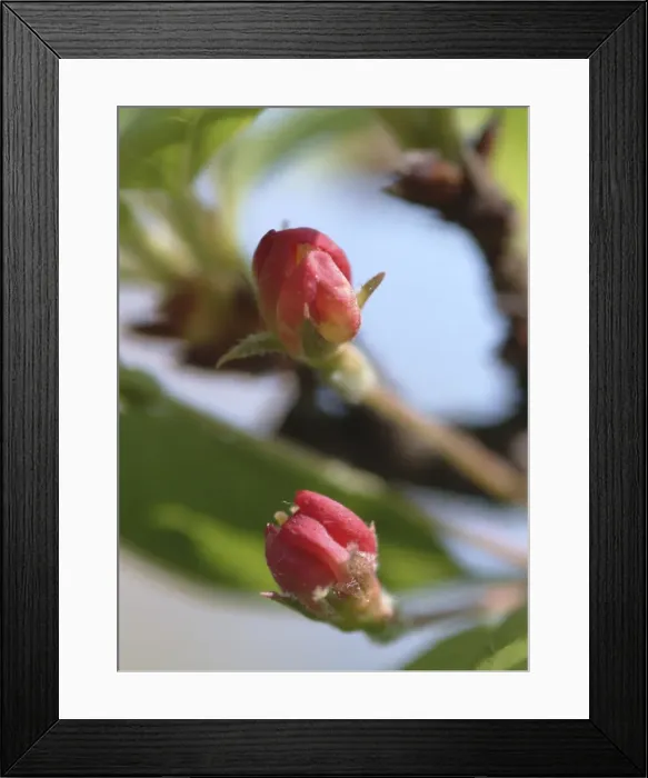 Framed Print : Malus sylvestris, crab apple Framed Print : Malus sylvestris, crab apple