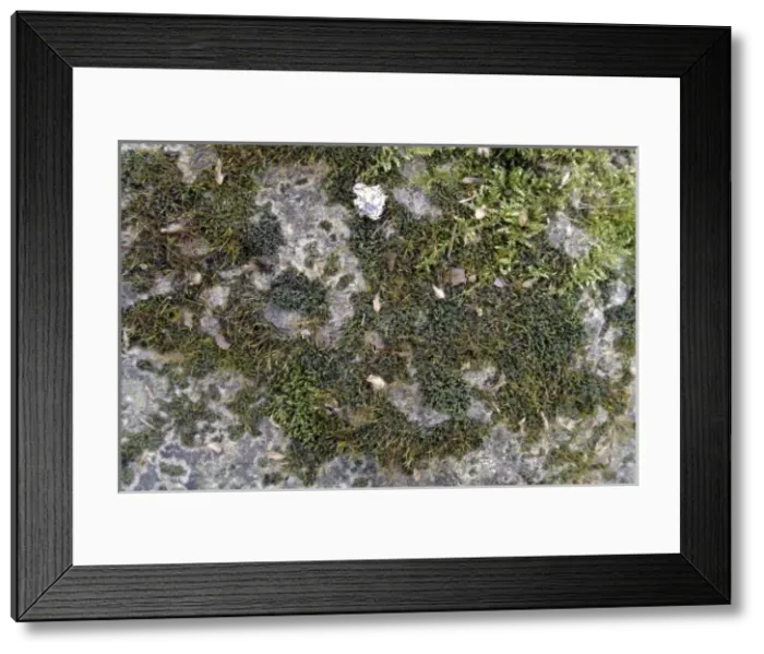 Framed Print : Bryum capillare, bryum mosses