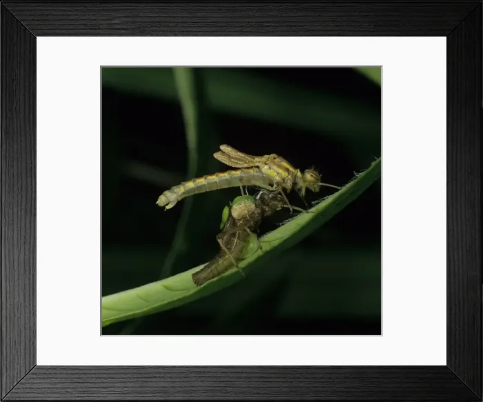 Framed Print : Pyrrhosoma nymphula, large red damselfly Framed Print : Pyrrhosoma nymphula, large red damselfly