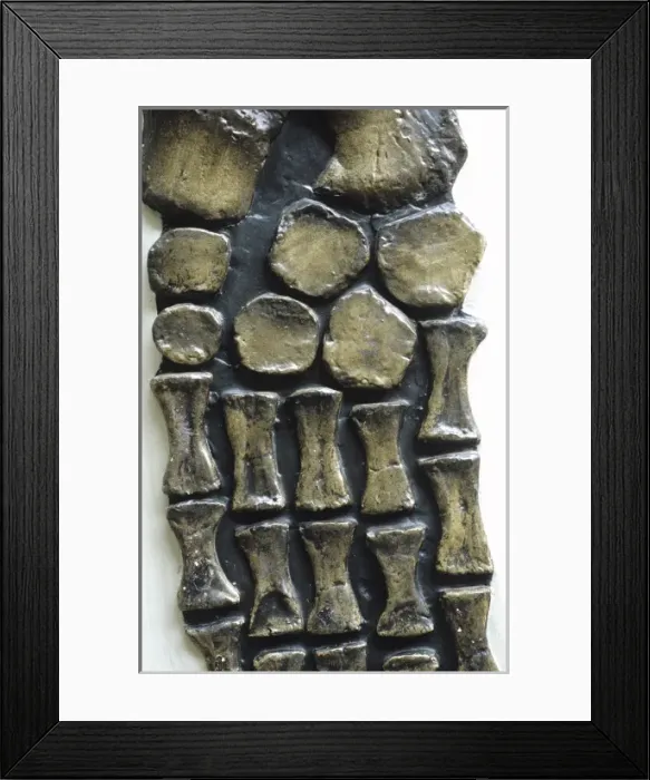 Framed Print : Rhomdeosaurus cramptoni [Kettleness specimen]