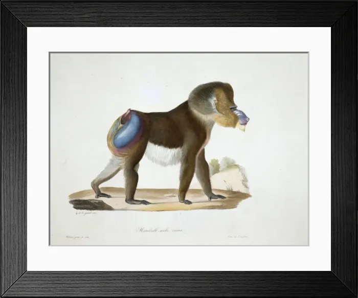 Framed Print : Mandrillus sphinx, mandrill Framed Print : Mandrillus sphinx, mandrill