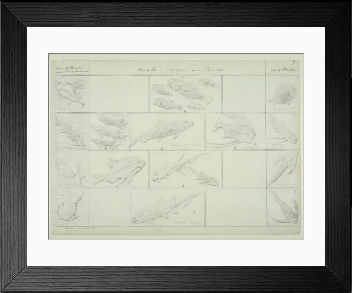 Framed Print : Fish design Framed Print : Fish design