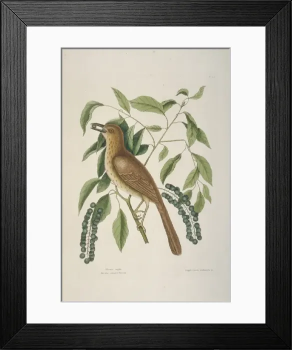 Framed Print : Taxostoma rufum, brown thrasher Framed Print : Taxostoma rufum, brown thrasher