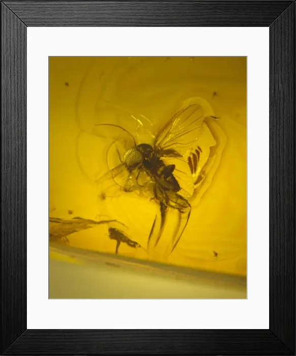 Framed Print : Black fly in Baltic amber Framed Print : Black fly in Baltic amber