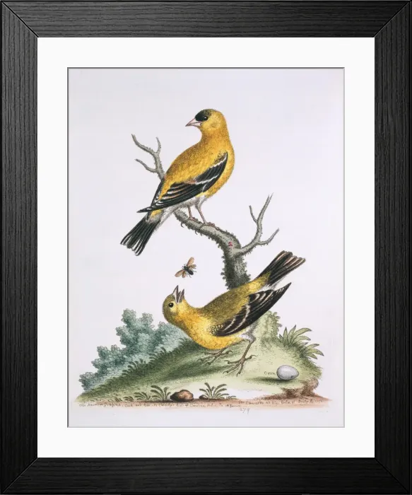 Framed Print : Carduelis tristis, American goldfinch Framed Print : Carduelis tristis, American goldfinch