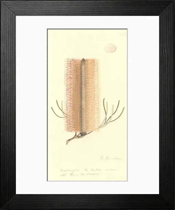 Framed Print : Banksia spinulosa, hairpin banksia Framed Print : Banksia spinulosa, hairpin banksia