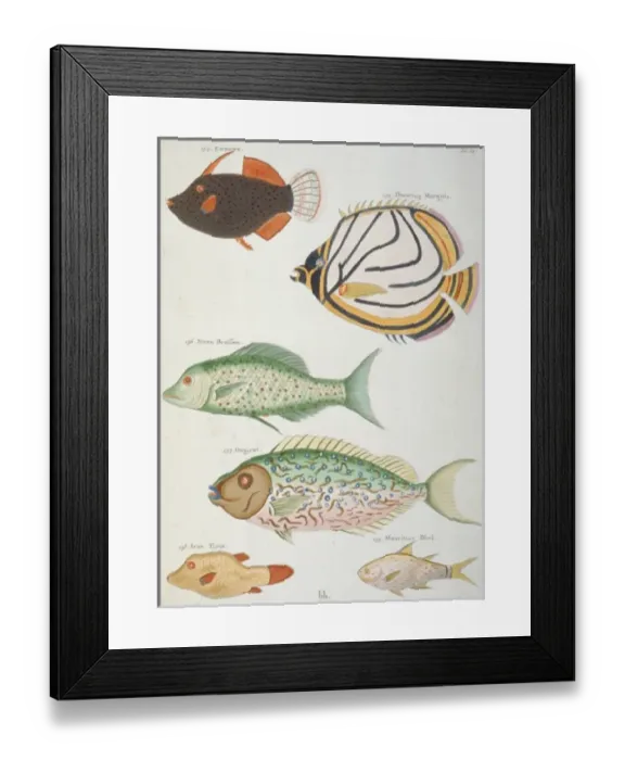 Framed Print : Colourful illustration of six fish Framed Print : Colourful illustration of six fish
