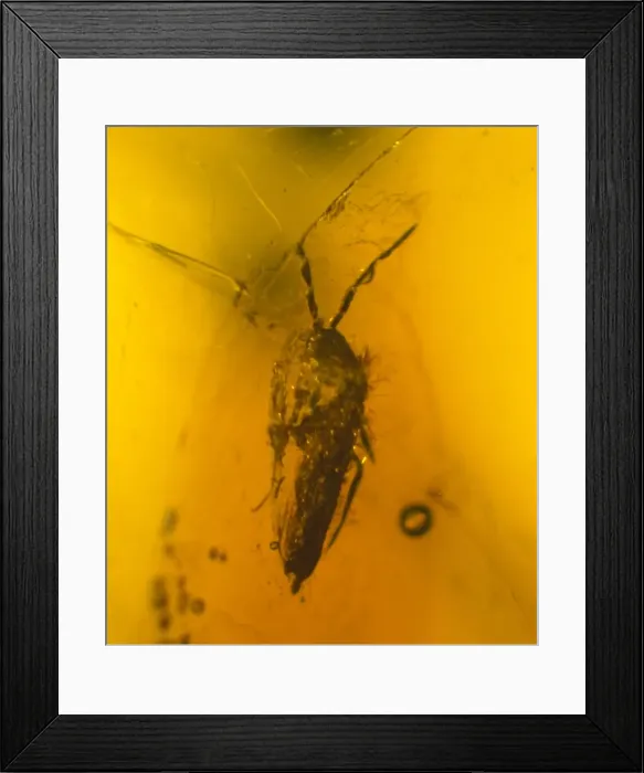 Framed Print : Springtail in amber Framed Print : Springtail in amber