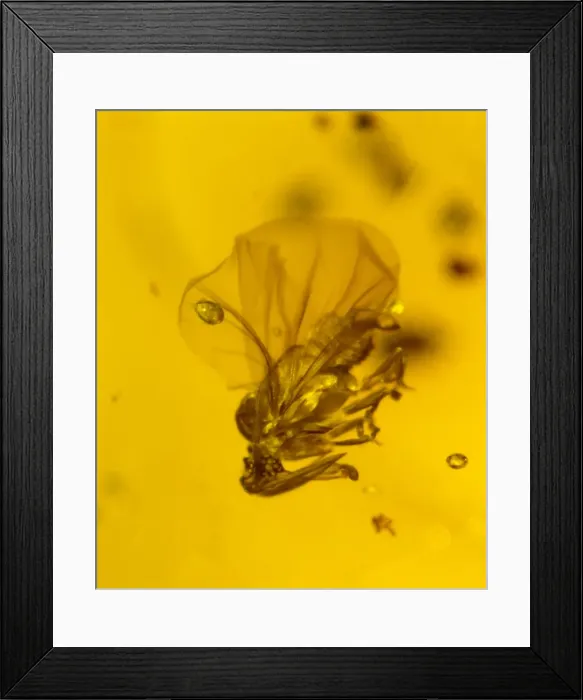 Framed Print : Stylopid in amber Framed Print : Stylopid in amber
