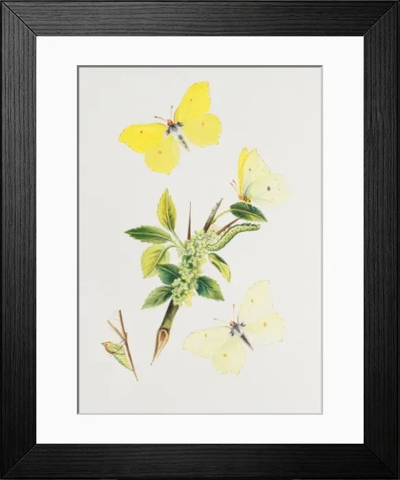 Framed Print : Gonepteryx rhamni, brimstone Framed Print : Gonepteryx rhamni, brimstone