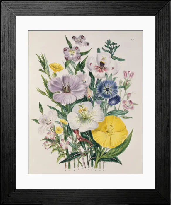 Framed Print : Godetia vinosa Framed Print : Godetia vinosa