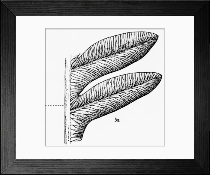 Framed Print : Alethopteris serli (Brongniart), Pteridosperm Framed Print : Alethopteris serli (Brongniart), Pteridosperm