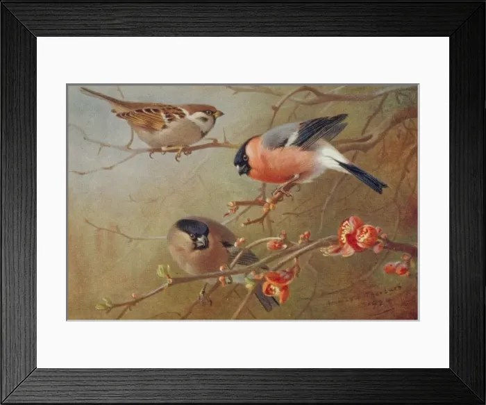 Framed Print : Passer montanus, tree sparrow, Pyrrhula pyrrhula, Eurasian b Framed Print : Passer montanus, tree sparrow, Pyrrhula pyrrhula, Eurasian b