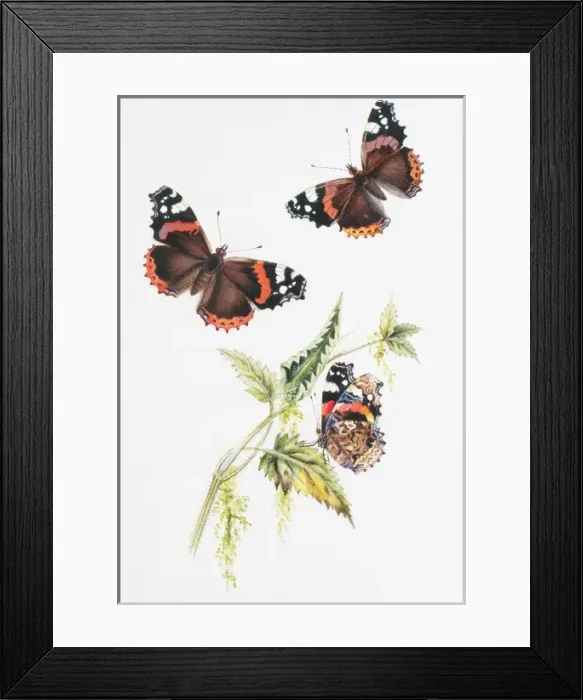 Framed Print : Vanessa atlanta, red admiral Framed Print : Vanessa atlanta, red admiral