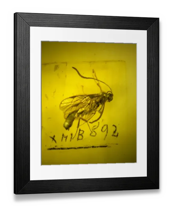 Framed Print : Ichneumon wasp in amber