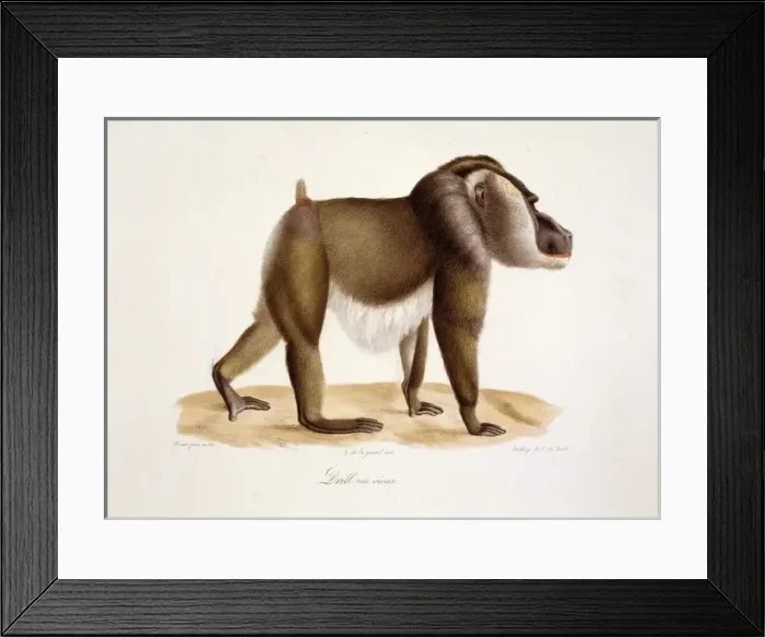 Framed Print : Mandrillus leucophaeus, drill Framed Print : Mandrillus leucophaeus, drill