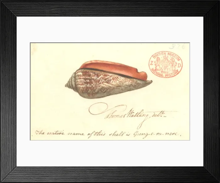 Framed Print : Strombus luhuanus, red-mouthed stromb Framed Print : Strombus luhuanus, red-mouthed stromb