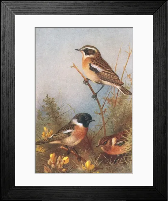 Framed Print : Saxicola rubetra, whinchat, Saxicola torquata, common stonec Framed Print : Saxicola rubetra, whinchat, Saxicola torquata, common stonec