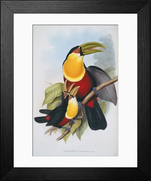 Framed Print : Ramphastos dicolorus, red-breasted toucan Framed Print : Ramphastos dicolorus, red-breasted toucan