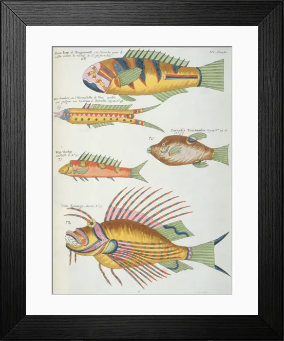 Framed Print : Colourful illustration of five fish Framed Print : Colourful illustration of five fish