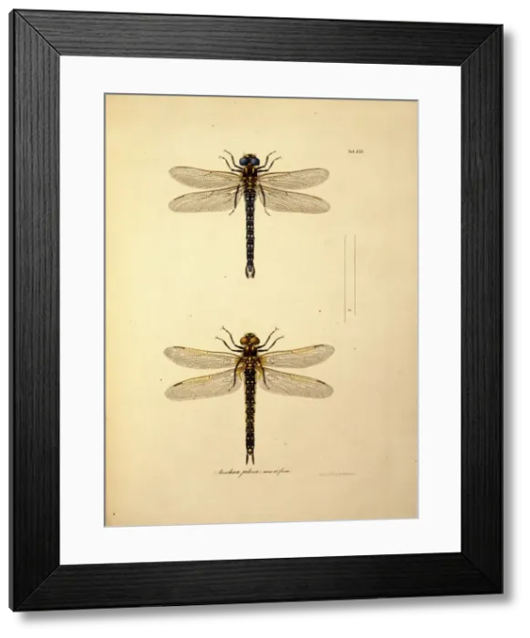 Framed Print : Aeschna pilosa, dragonfiles Framed Print : Aeschna pilosa, dragonfiles