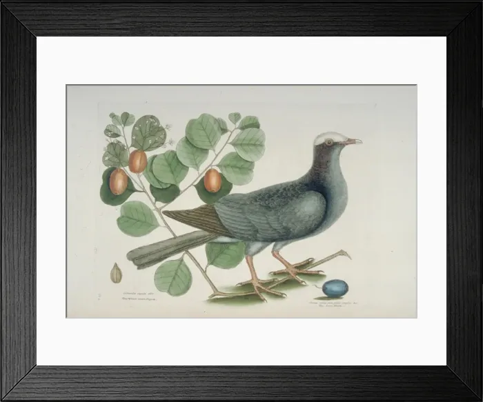 Framed Print : Columba leucocephala, white-crowned pigeon Framed Print : Columba leucocephala, white-crowned pigeon