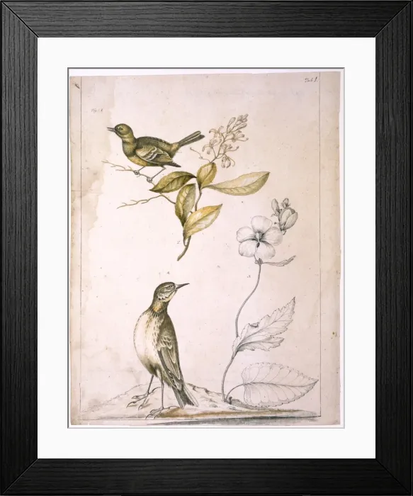 Framed Print : Flycatcher, elliottia, purple malve and pipit Framed Print : Flycatcher, elliottia, purple malve and pipit